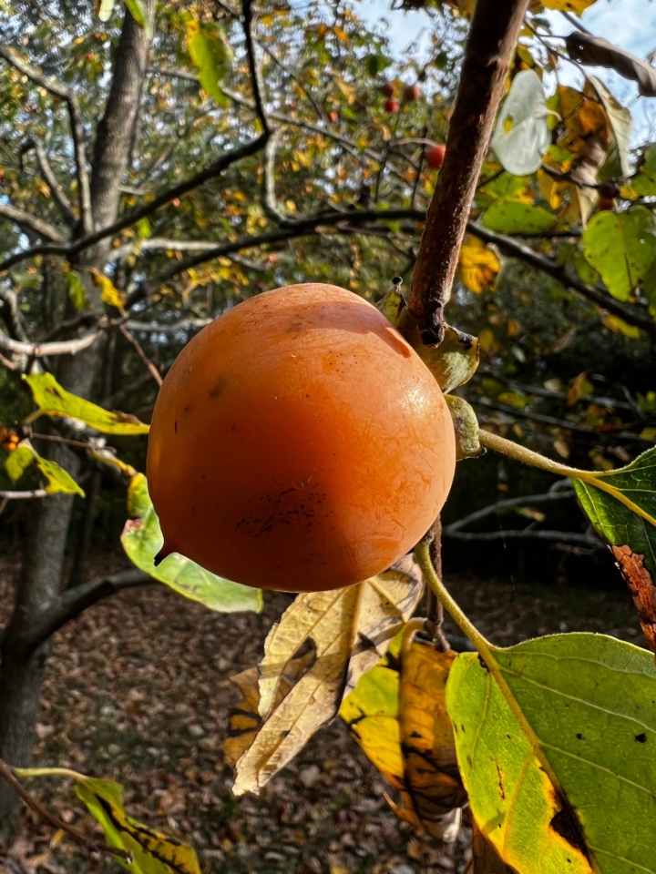 American Persimmon